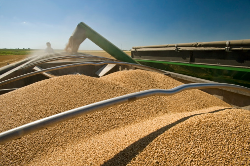 A Grain Wagon Unloads Winter Wheat Into A Truck, Nesbitt, Manitoba, Canada