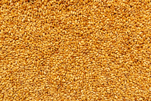 Top View Of Harvested Barley Wheat Cereal Grains To Be Used As Agricultural Or Food Production Background